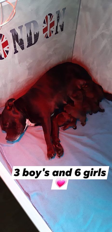 Blackstafford - Staffordshire Bull Terrier - Portée née le 11/06/2019