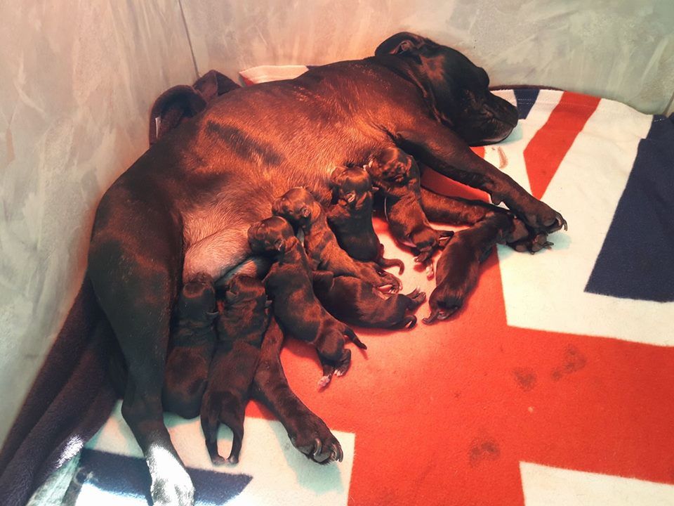 Blackstafford - Staffordshire Bull Terrier - Portée née le 25/03/2018