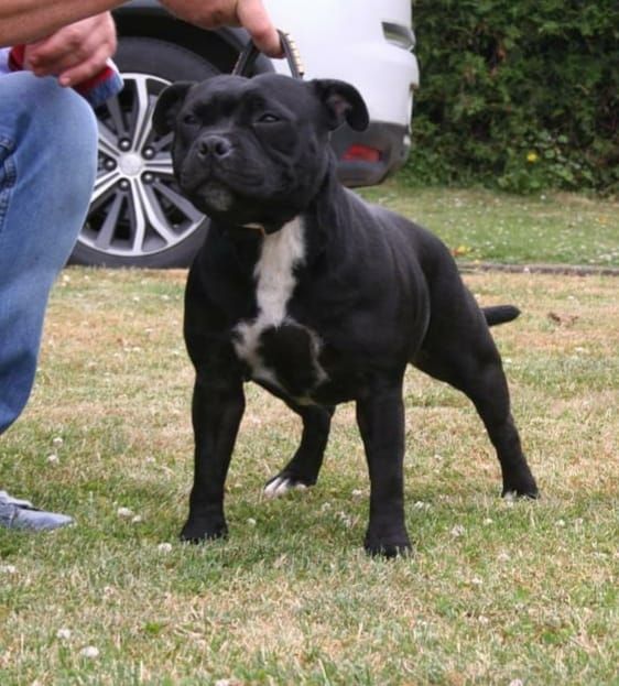 Jch remember (ruby) Blackstafford